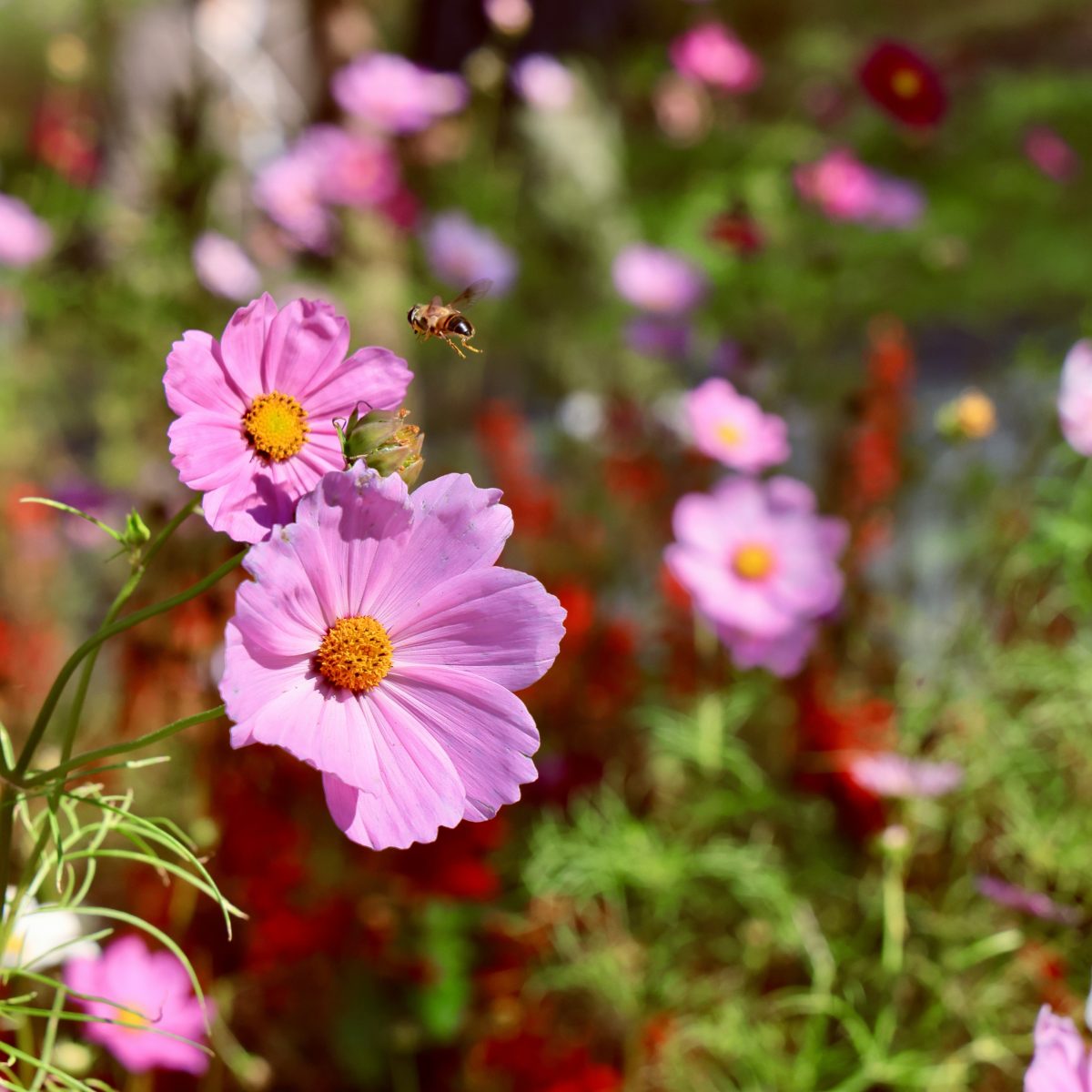 <span class="title">秋英(コスモス)</span> <span class="title">秋英(コスモス)</span>