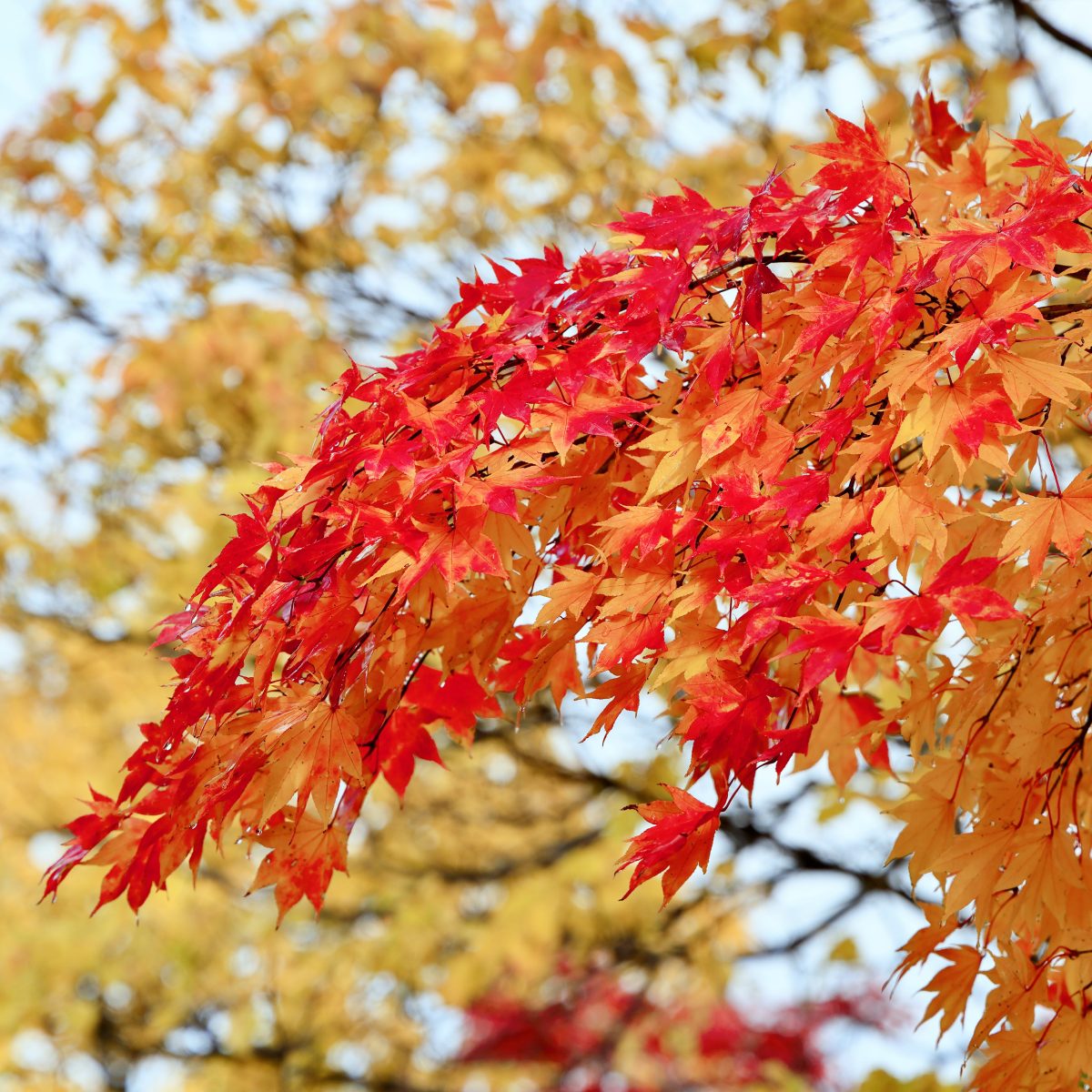 <span class="title">雨中賞楓</span> <span class="title">雨中賞楓</span>