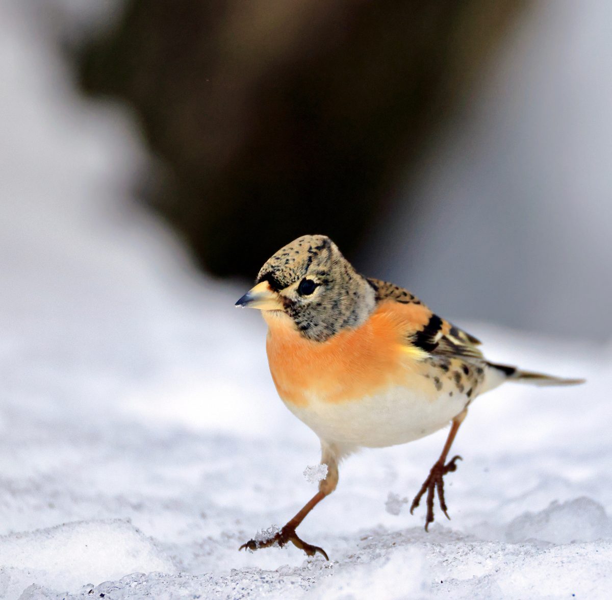 <span class="title">雪中燕雀</span> <span class="title">雪中燕雀</span>