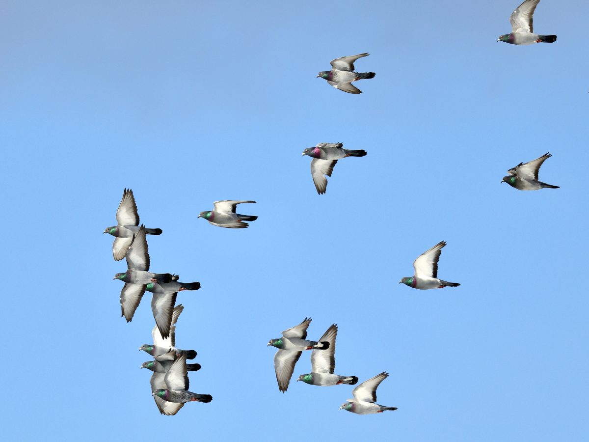 <span class="title">鴿舞昇平</span> <span class="title">鴿舞昇平</span>